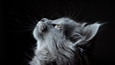 Photo of How do whiskers help cats move in darkness?
