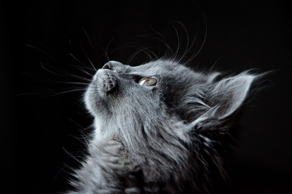 How do whiskers help cats move in darkness