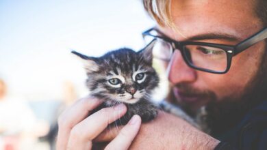 Photo of Is it true that cats help to cope with depression?