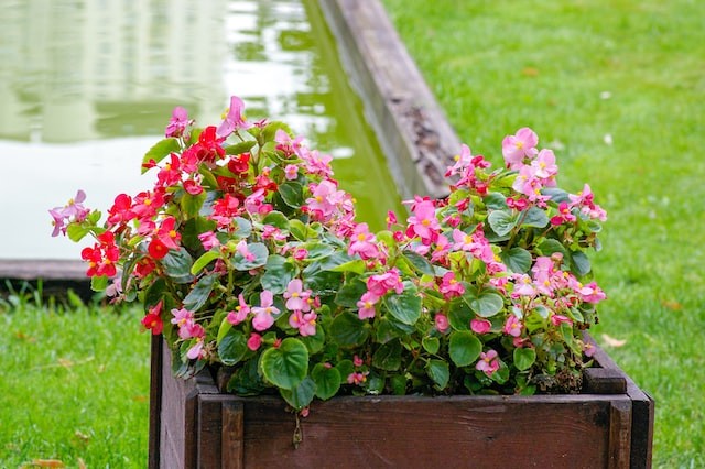 pink flowers on brown wooden pot