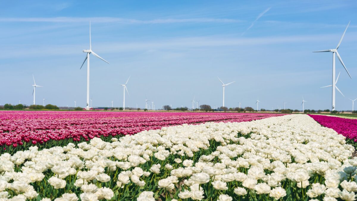 a field of flowers with windmills