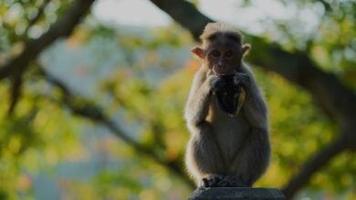 Photo of Buying a Macaque Monkey as a Pet: What You Need to Know