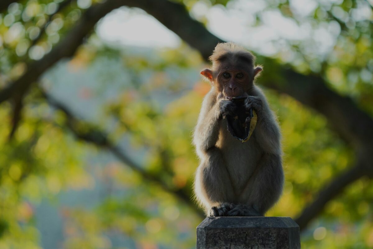a-monkey-sitting-on-top-of-a-cement-block