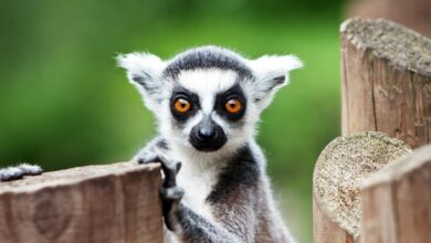 Photo of What to Consider Before Buying a Lemur as a Pet