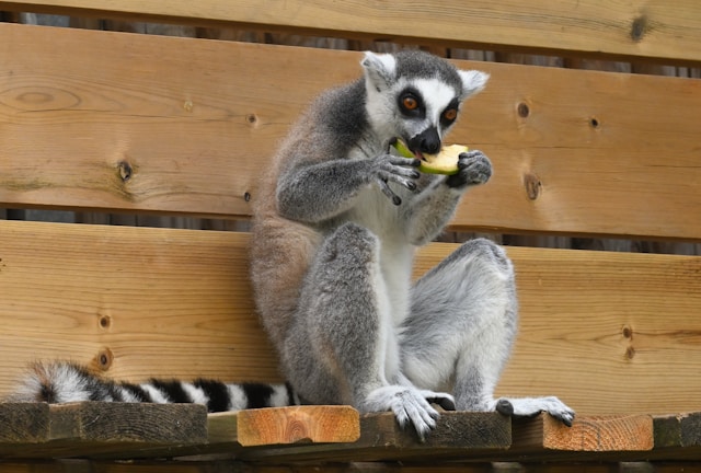 lemur eating