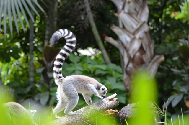 lemur jumping