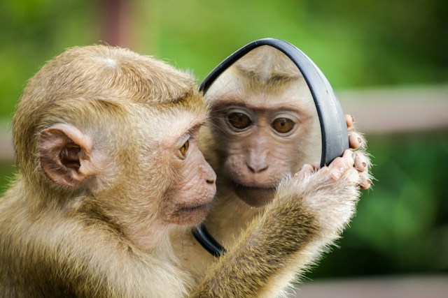 monkey-looking-at-mirror