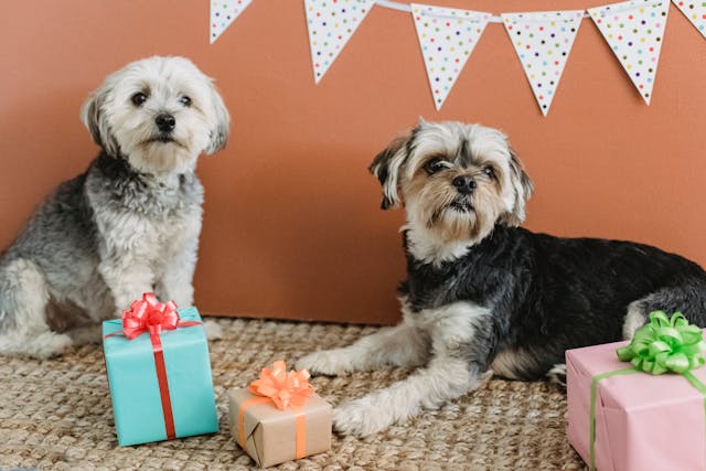 attentive-purebred-yorkshire-terriers-resting-in-festive-room