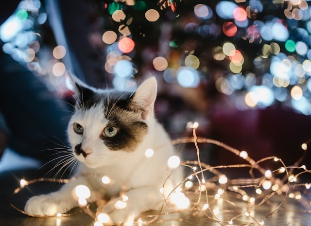 black-and-white-cat-lyes-beside-lighted-string-light