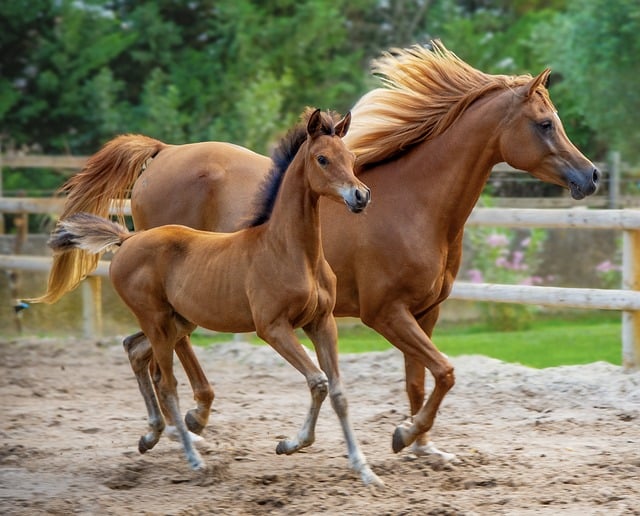 cheval-pur-sang-poulain-pur-sang-arabe