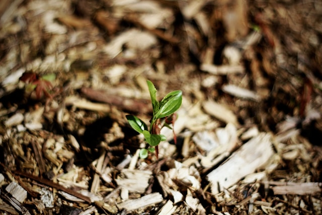 a-small-plant-sprouts-from-the-ground